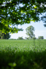 Green leaves of corn on the field near the forest.