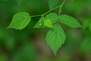 Raspberry flower bud and green leaf.