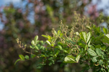 Wild rose buds and green leaves.
