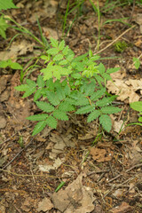 Fresh green rowan leaves on a small tree.