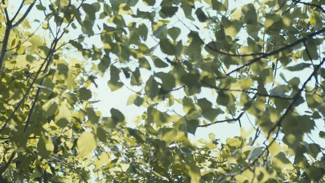 Fresh green tree leaves swaying in the wind, blue sky in the background
