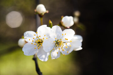 Macro photo of spring blossom. Blossoming fruit tree branch in the garden. Springtime