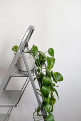 ladder with homeplant. Renovation apartment. repair and redecoration concept. copy space