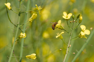 bee collects pollen on the rapeseed flower