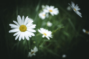 Obraz premium Daisies