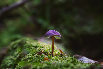 mushroom in the forest