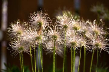 Verblühte Blüten der Küchenschelle