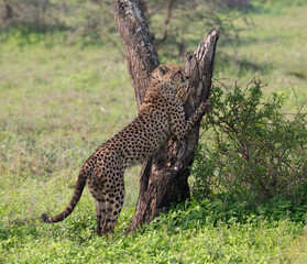 Cheetah climbing and moving in tree, Tanzania