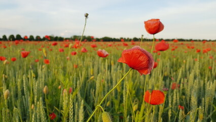 Mohn