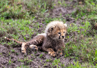 Chhetah cub in Serengetti