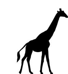 Silhouette of a giraffe
