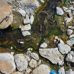 moss on rocks