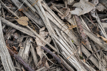 The huntsman spider hunts on dry twigs.