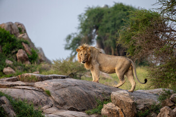Lion on Kopjes in Tanzania