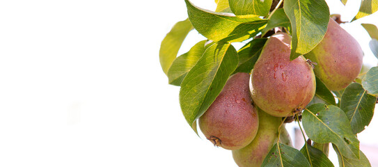 Ripe organic cultivar pears isolated on white background.