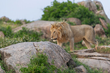 Lion on Kopjes in Tanzania
