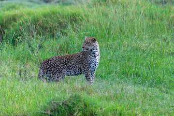 Leopard hunting in open in tanzania