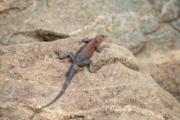 Male Agama Lizzard on rock