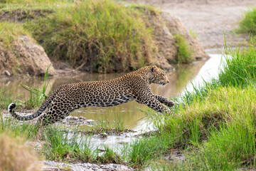 Leopard hunting in open in tanzania