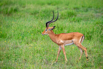 Male Impala in South Africa