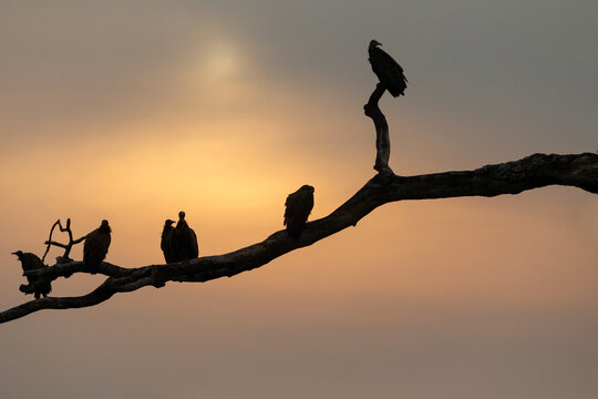 Silouette of vultures and maribu stork at sunrise Tanzania