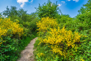 A hiking trail through the Rheingau Mountains with blooming gorse on a sunny spring day