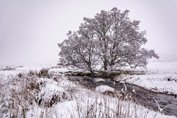 Lonely tree by the river under snow in a cold winter day at the Scottish Highlands