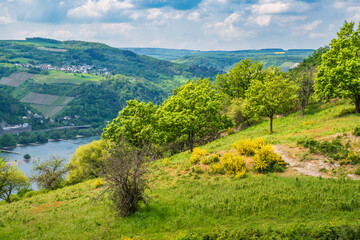 A hiking trail through the Rheingau Mountains with blooming gorse on a sunny spring day