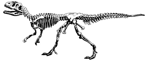 Piatnitzkysaurus dinosaur exhibited at paleontology museum
