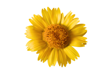 yellow daisy flower on transparent background, Beautiful flower in full bloom. flat lay, top view perfect for spring and summer decoration. isolated design element, cut-out floral, PNG