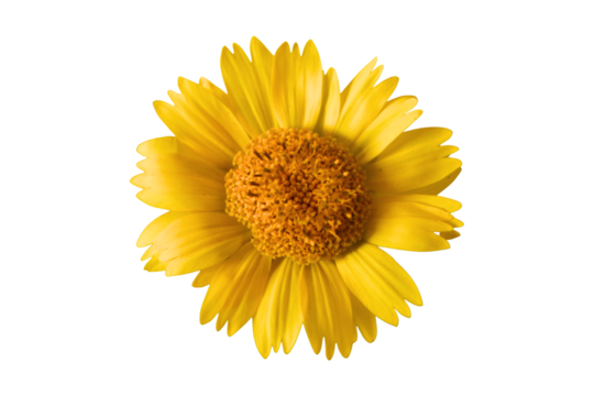 yellow daisy flower on transparent background, Beautiful flower in full bloom. flat lay, top view perfect for spring and summer decoration. isolated design element, cut-out floral, PNG