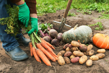 Harvesting organic vegetables harvest carrot, betroot, potato and pumpkin on soil, ground on garden...