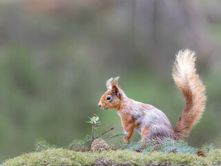 Naklejka premium Red squirrel munching on green grass in a moss-covered forest.