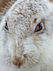 Close-up of a Mountain Hare in winter coat Scotland.