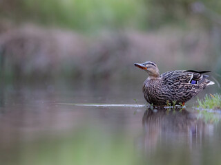 Fototapeta premium Duck gracefully gliding in a pond's water.
