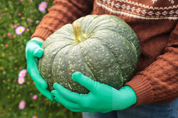 Fresh big pumpkin harvest in farmer hands in gloves close up macro. Harvesting organic vegetables...