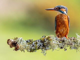 Small kingfisher perched on a moss-covered branch outdoors.
