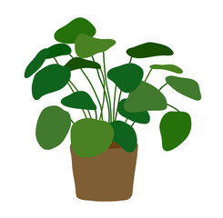 Green natural plant potted illustration in the garden at home. A plant from tropical regions, it is a decoration for home interiors.