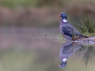 Woodpigeon reflection perched on the water with grass in the foreground.