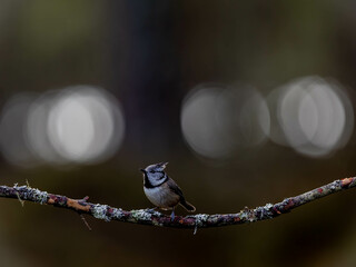 Crested Tit perched on a mossy tree branch close to the ground.