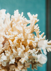 Complex shape white sea coral background. White coral close up