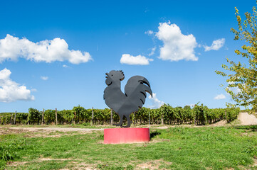 Obraz premium Gallo nero, Chianti Classico