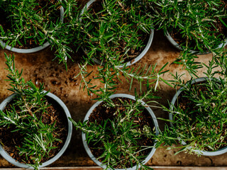 Rosemary seedlings in pots on the counter in a plant store