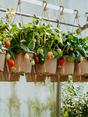 Strawberry seedlings in hanging containers are sold at a garden center.