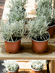 Lavender seedlings in pots on the counter in a plant store.