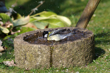  Eine Kohlmeise verspritzt Wasser beim Baden in der Vogeltränke.