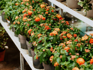 Beautiful flowers for sale in pots stand on shelves in a garden center