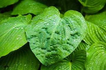Hosta leaves with raindrops, in a botanical garden