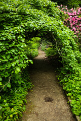 Passage in the botanical garden, plants, green path