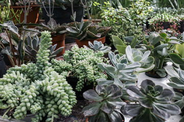 Buying a succulent. A variety of potted succulents for sale at the garden center